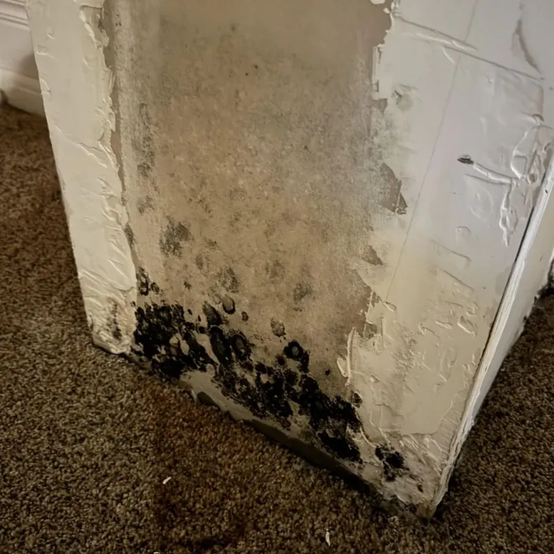 Professional Mold Removal in Braham, MN